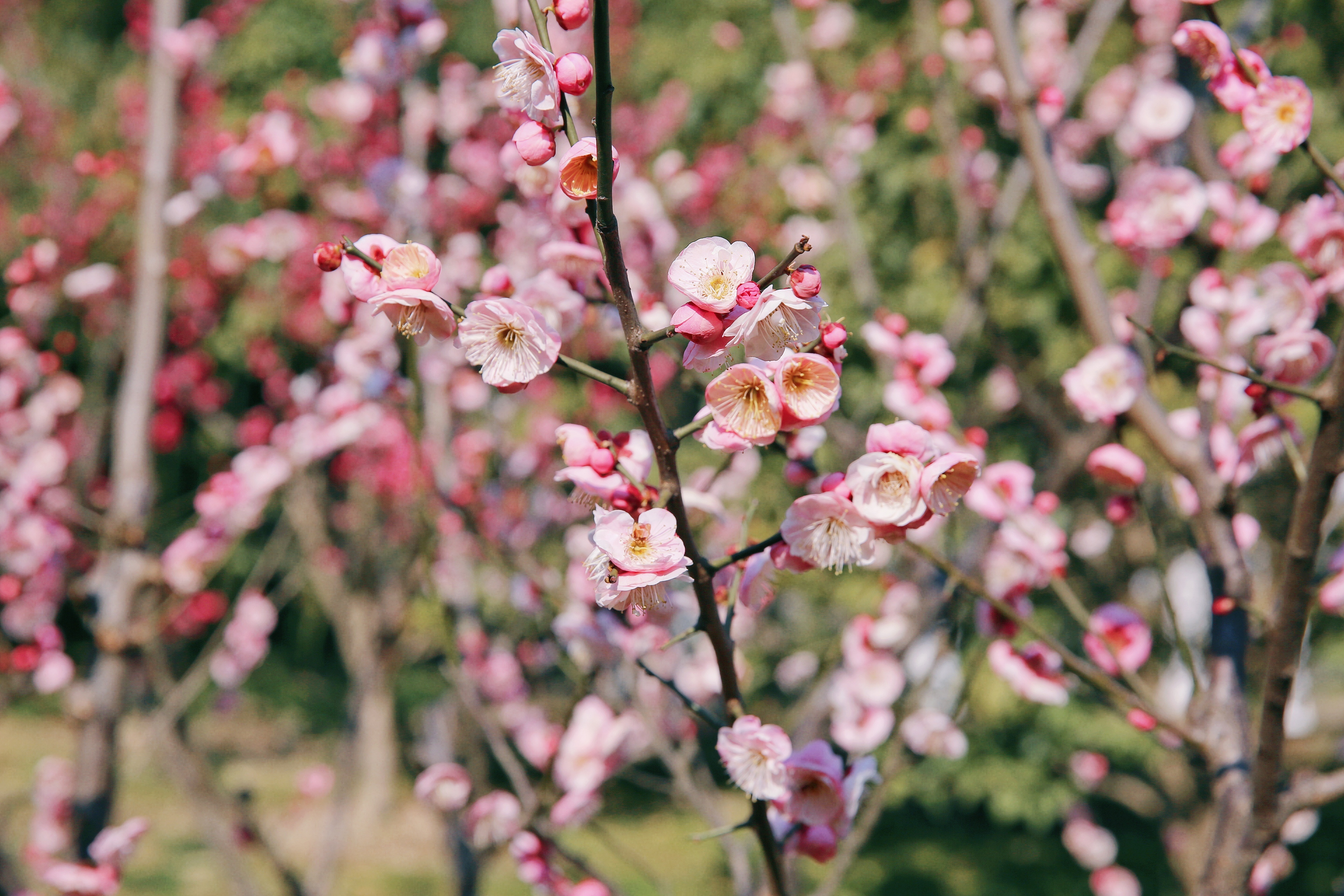 PG����(����)����IOS/��׿��/�ֻ���APP����