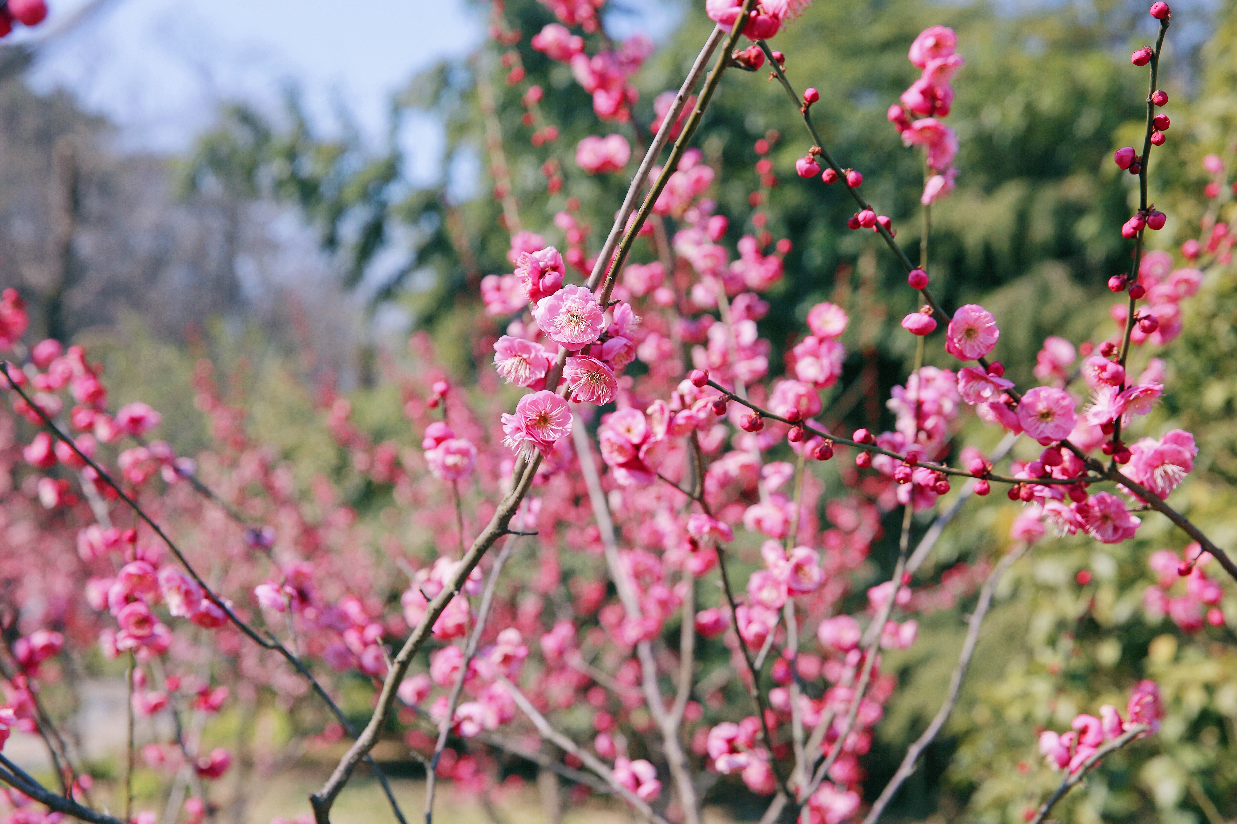 PG����(����)����IOS/��׿��/�ֻ���APP����